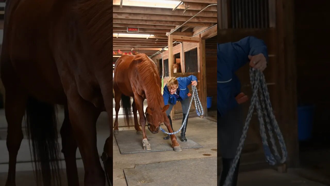 #Shorts #Animals #Horse #Adorable #Lovable #Peace #Caring #Affection #Benevolent