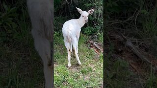 Rare white albino deer