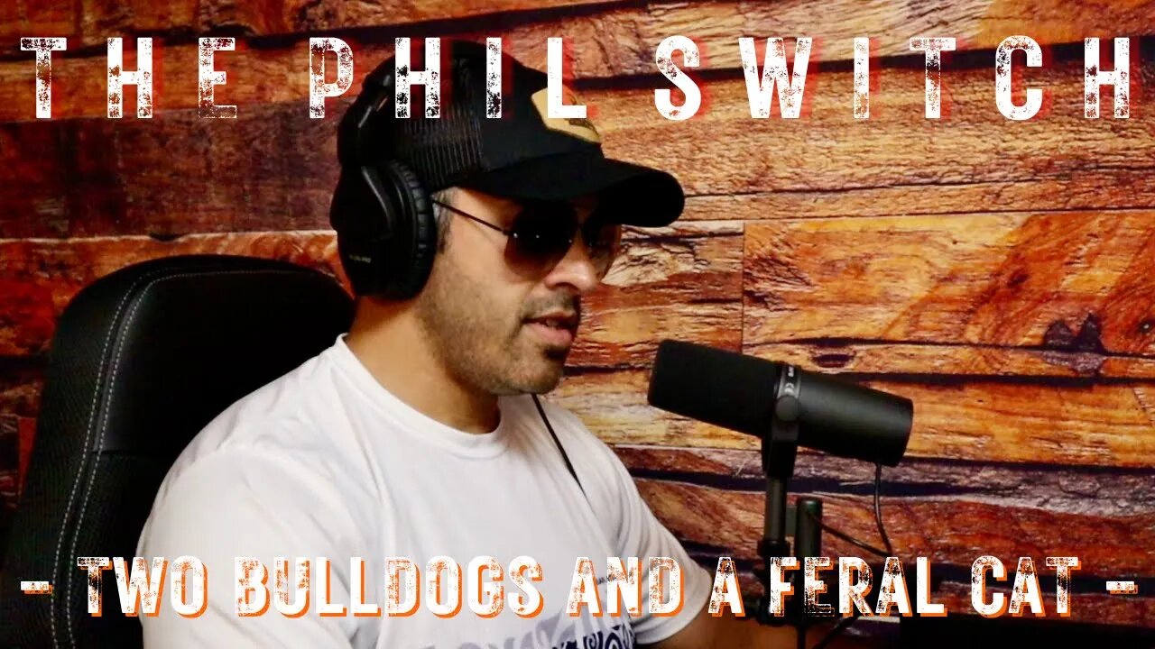 Two Bulldogs and a Feral Cat | The Phil Switch