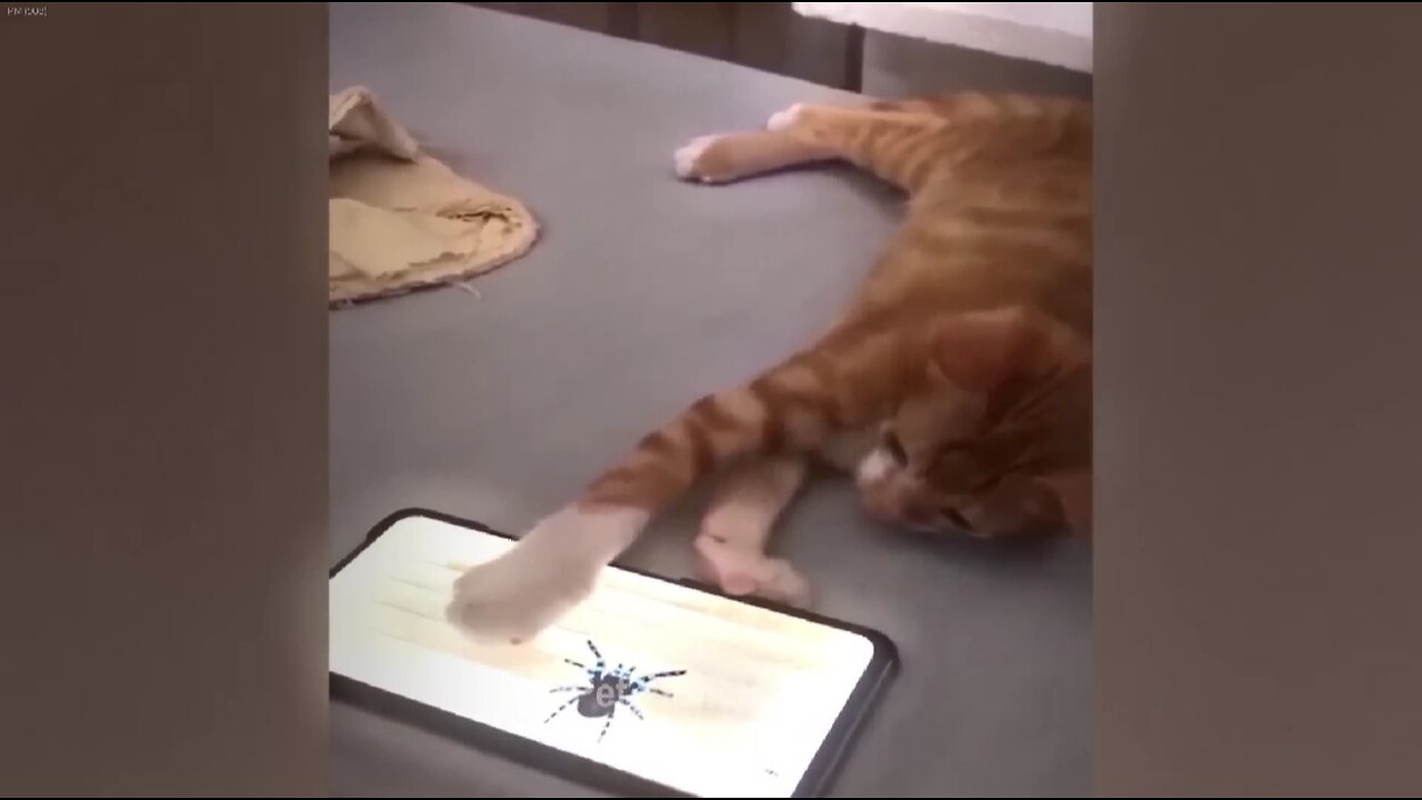 Funny Cats and Dogs 😸🐶😸🐶 #cats #dogs #funny