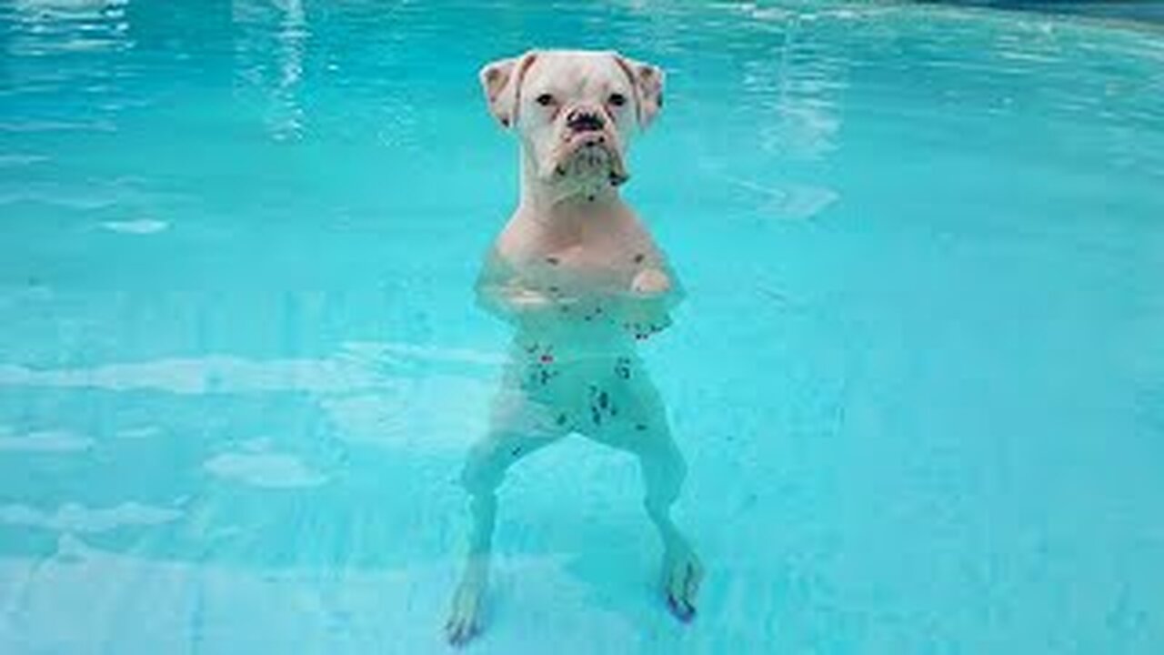 Boxers Are The Weirdest Yet Most Adorable Dogs Ever! Funny dog videos 2024