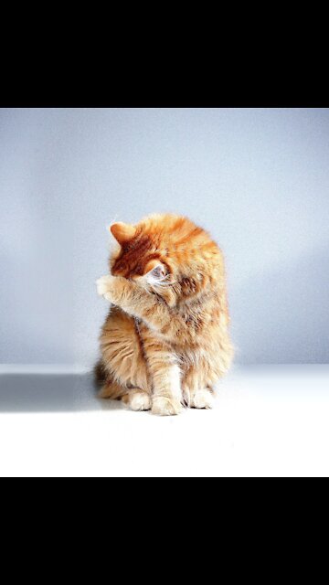 Smart Cats That Have Trained Their Humans Well #shorts