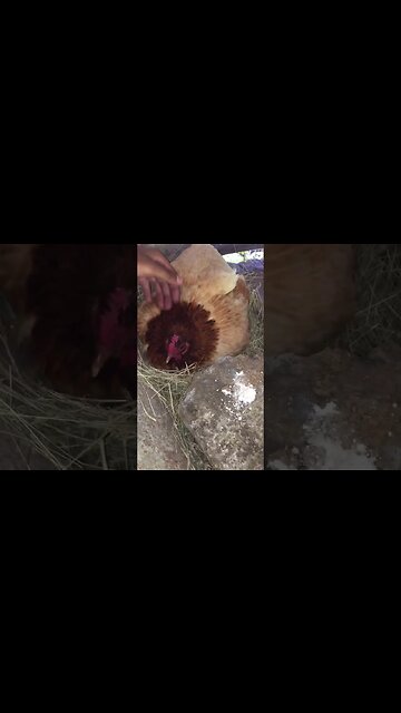 My chicken laying her eggs !