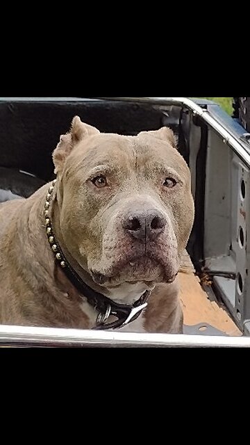 Dogs don't cooperate