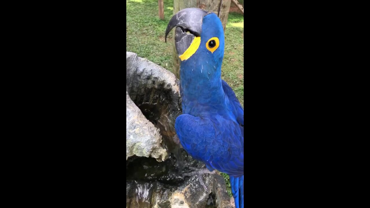 Parrot drinks from waterfall birdbath