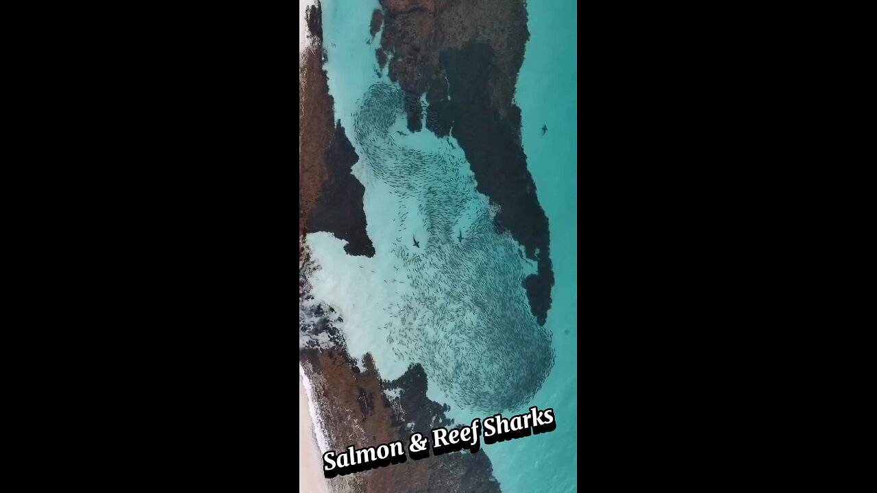 A harmonious dance between Australian Salmon & Reef sharks on a coast west!!!