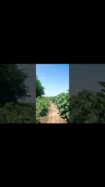 Calugareni - Uzunu XC ride | Ambiental music | #shorts