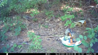 Baby Groundhogs share a carrot