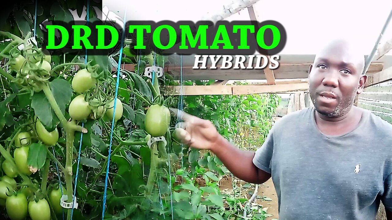 DRD TOMATOES IN SIDE THE GREEN HOUSE