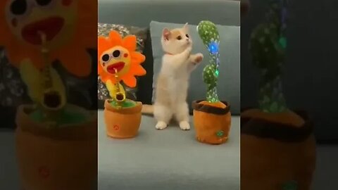 Cute cat dancing 💃 #pets#shorts#youtubeshorts#cats#dogs#cute#funny#viral#explore#funnypets#cutepets