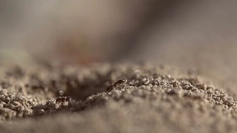 Beachfront B Roll Ant Hill Close Up Free to Use HD Stock Video Footage