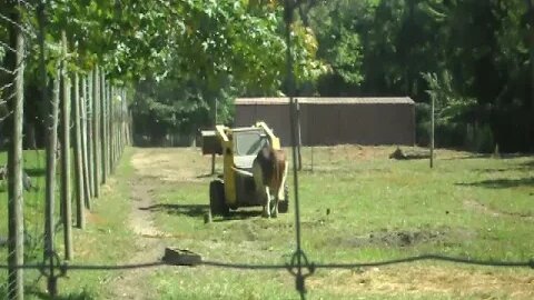 bull having fun with tractor!!!