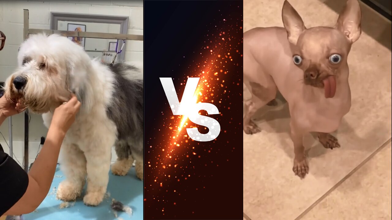 Hairy dog vs a non hairy dog (what would you prefer?)