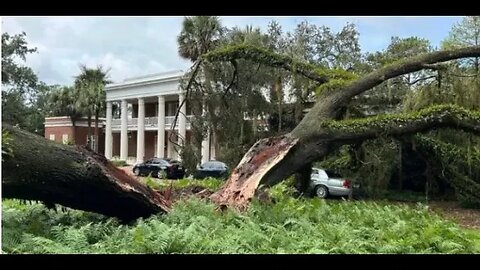 Old Tree Hit by @#Idalia #Hurricane @ DeSantis House , #Franklin, #Saola