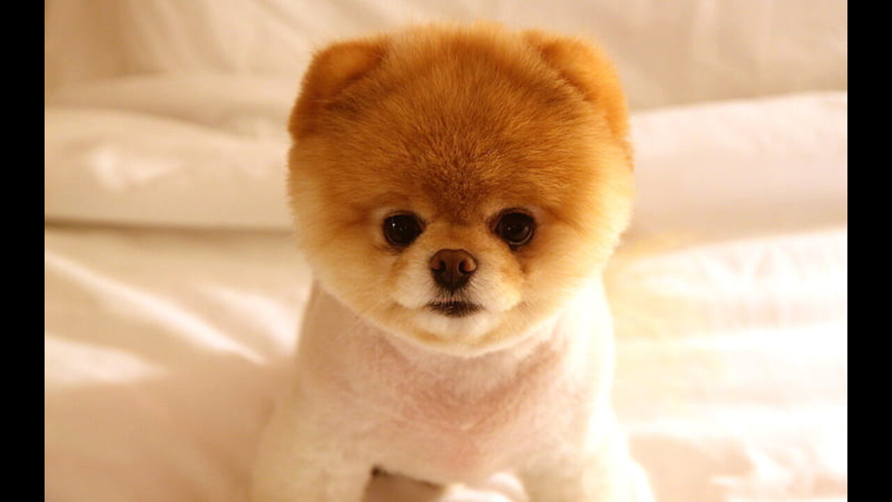 SWEET DOG
