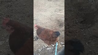 GALINHA em busca de comida