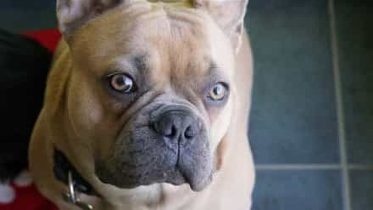 Ce bulldog français donne des coups de boule!