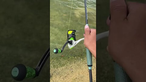 SHAKEY Heard rig for Bass. #floridabass #fishing #gamefish