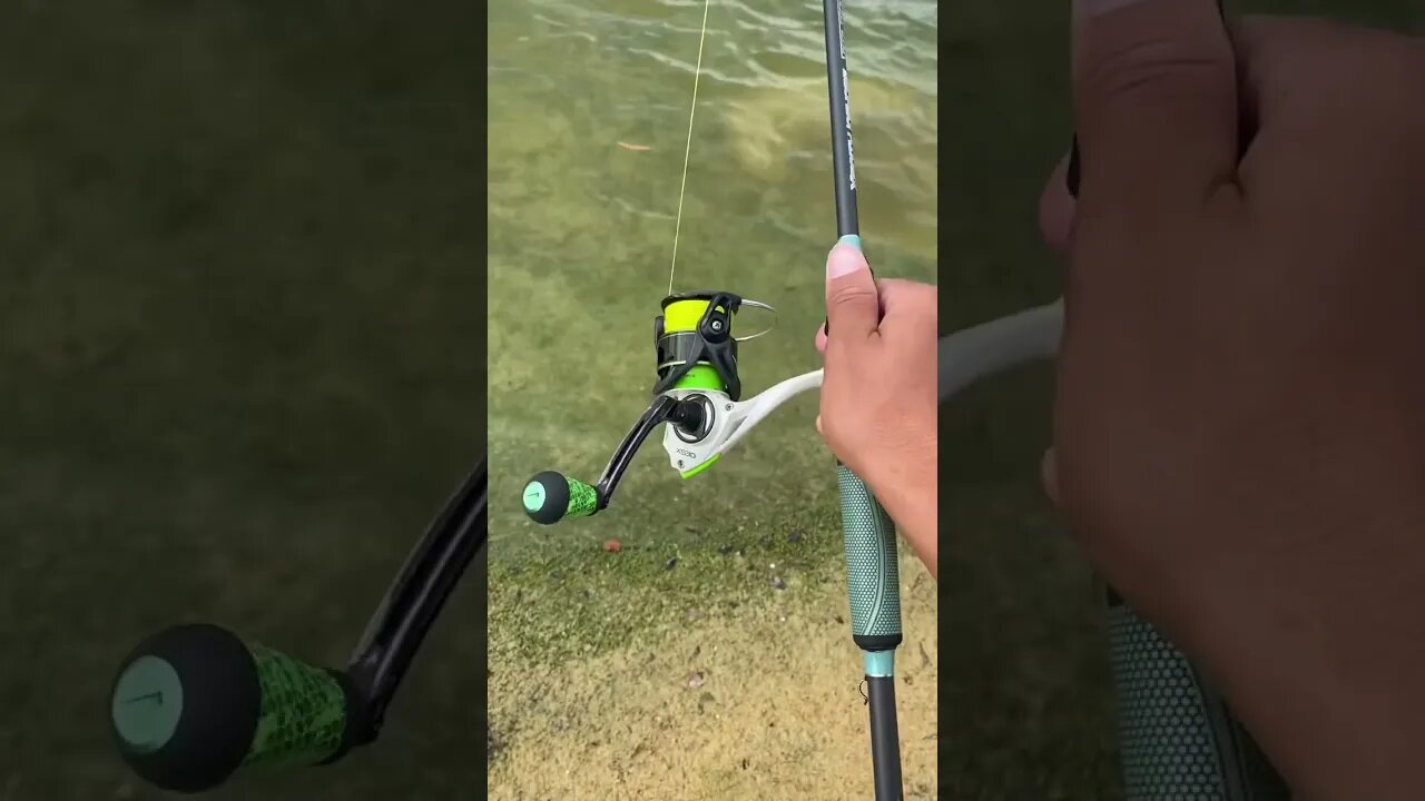 SHAKEY Heard rig for Bass. #floridabass #fishing #gamefish