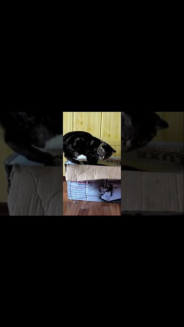 Кот решил собрать мясорубку