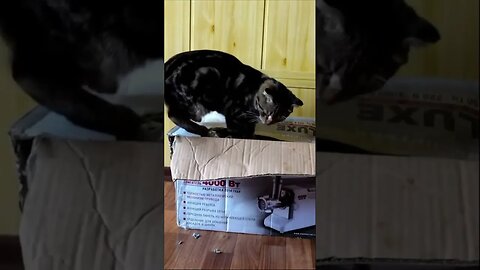 Кот решил собрать мясорубку