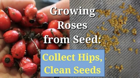 Growing Roses from Seed: Collect Hips, Clean and Save Seeds