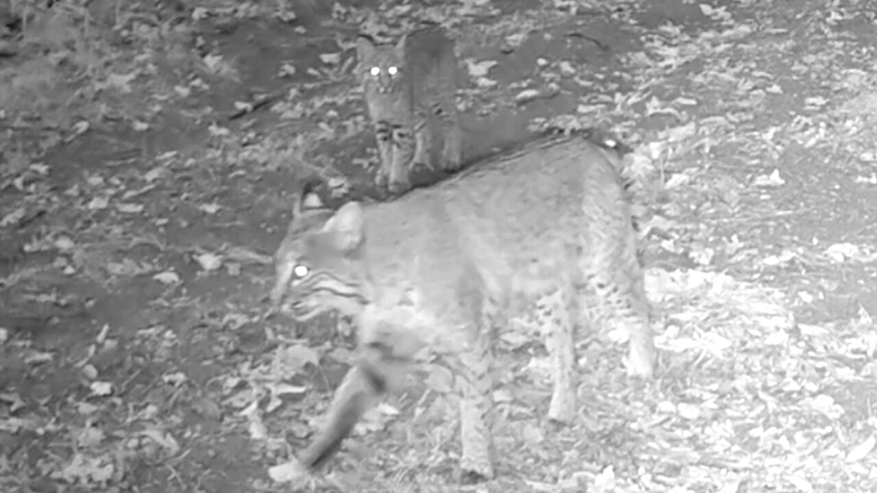 Bobcat Kittens