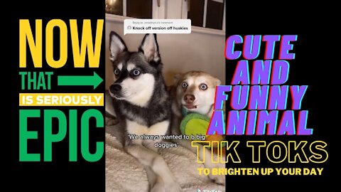 TikTok Funny Animal #01