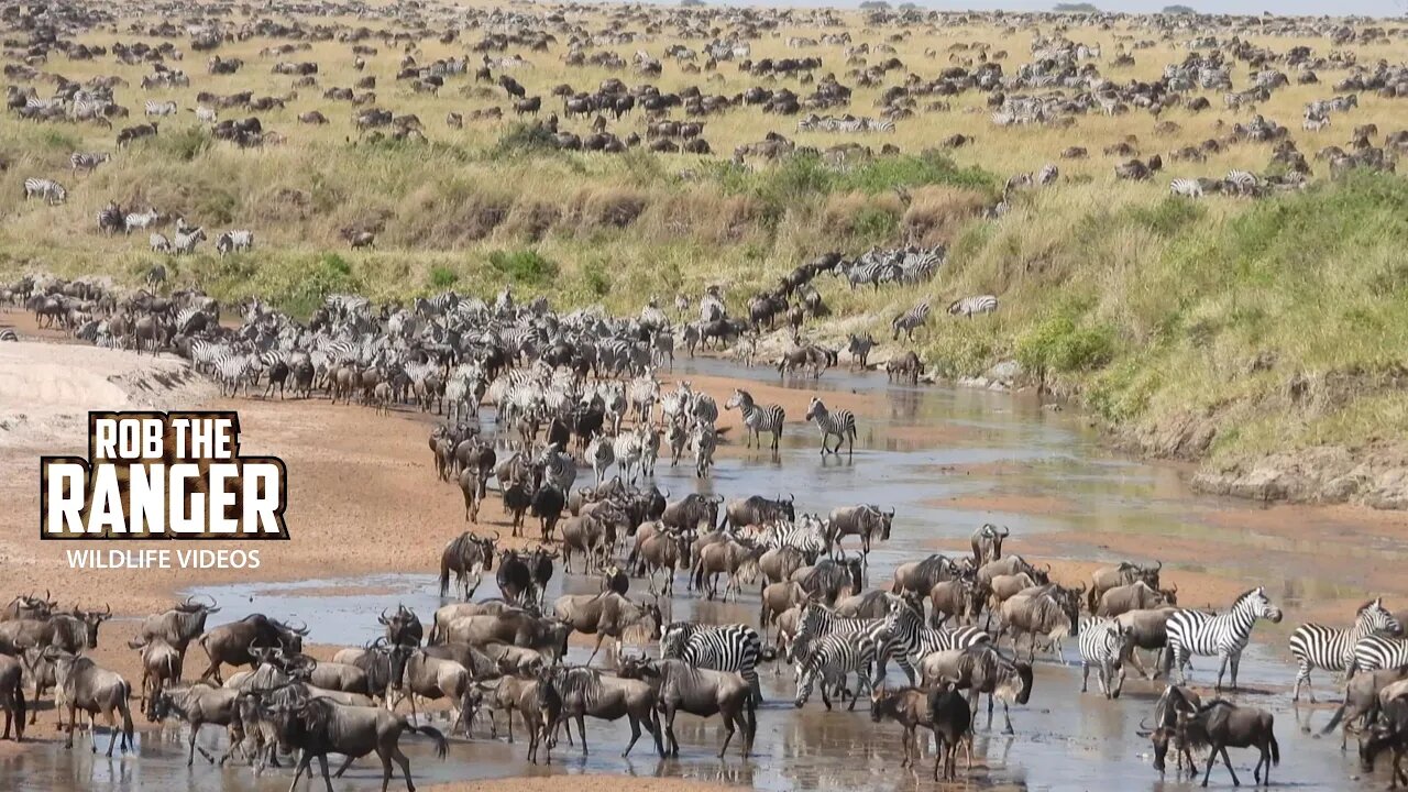 Migrating Herds Cross The TZ/KE Border | Great Migration | Lalashe Maasai Mara Safari