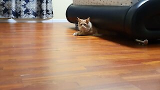 Maine Coon trying to get out