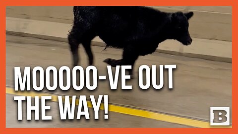 Runaway Cow Gallops Down Grand Rapids Highway, Halting Traffic