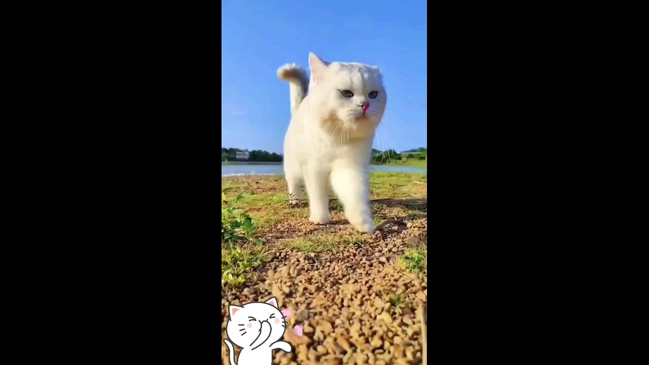 πcute_baby_kittens_Short_720p)π±π±π