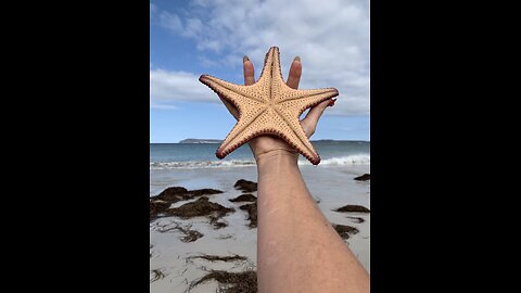 Starfish