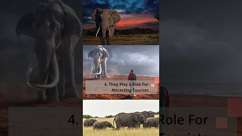 The IMPACTS Of Elephants To The LIFE Of Man