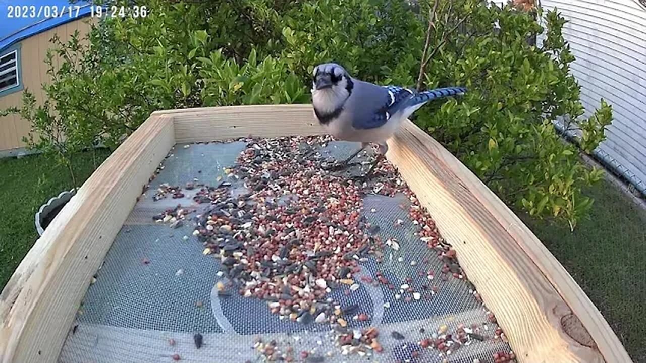 Florida Bird Feeder Blue Jay