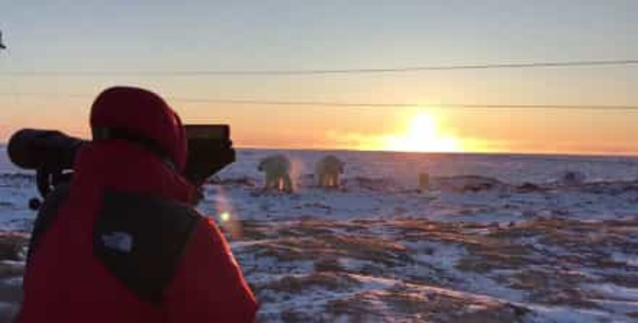 Jääkarhu tulee lähelle turistiryhmää