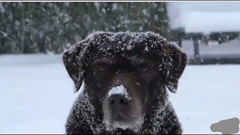 Dog in the Iceland