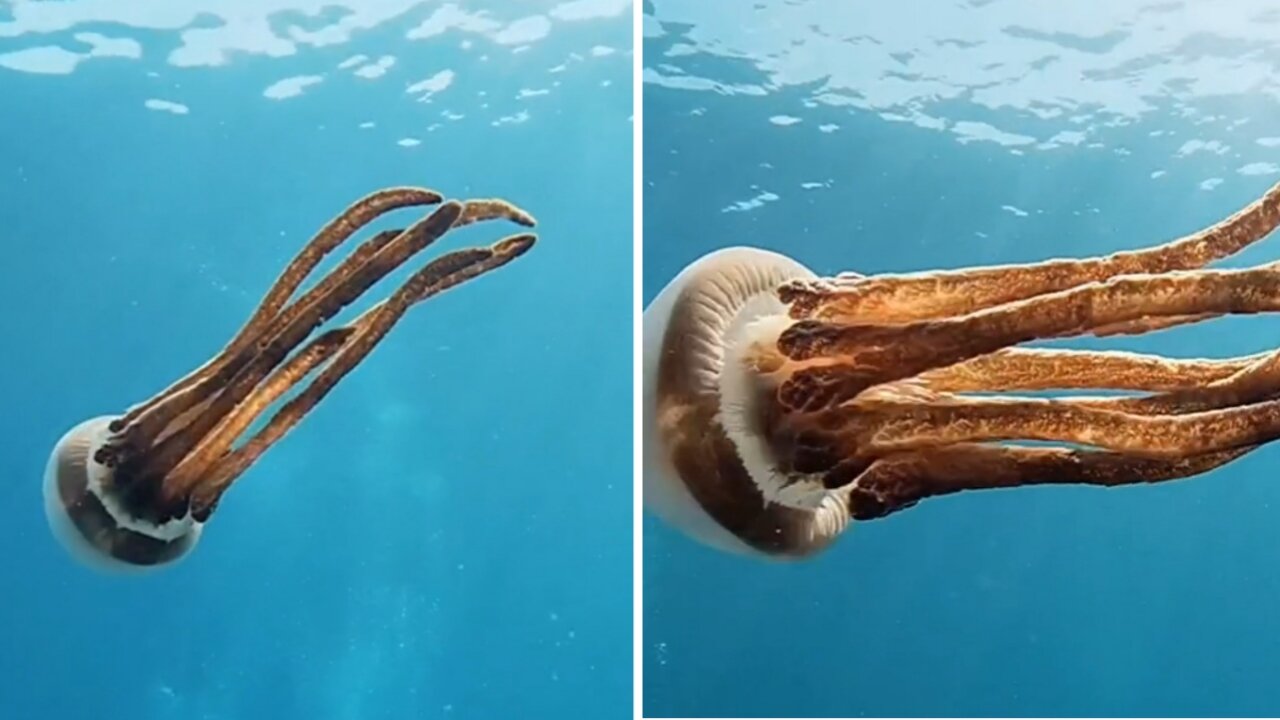 Amazing jellyfish swimming underwater - beautiful sea creatures