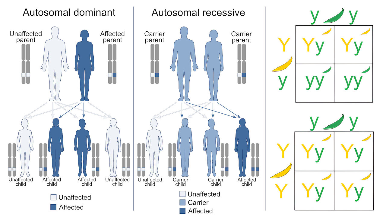 Genetics: Mendelian Inheritance, Dominant vs Recessive Genes, Autosomal vs Allosome Chromosomes