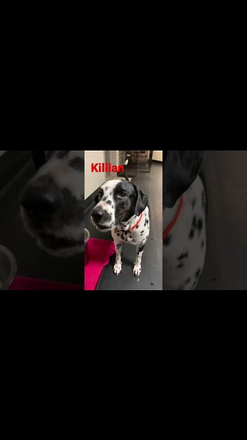 [Shorts 0153] KILLIAN [#dogs #doggos #doggos #puppies #dogdaycare]