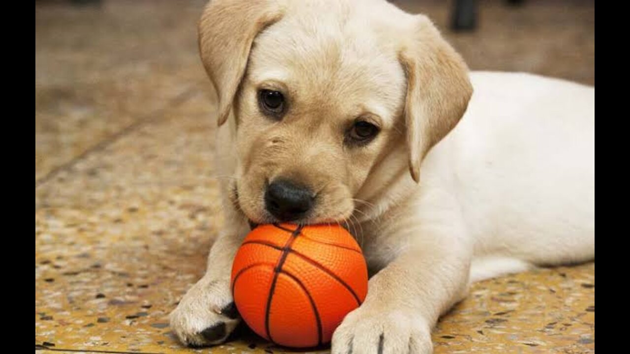 Puppy Playing Basketball🏀| Cute puppy