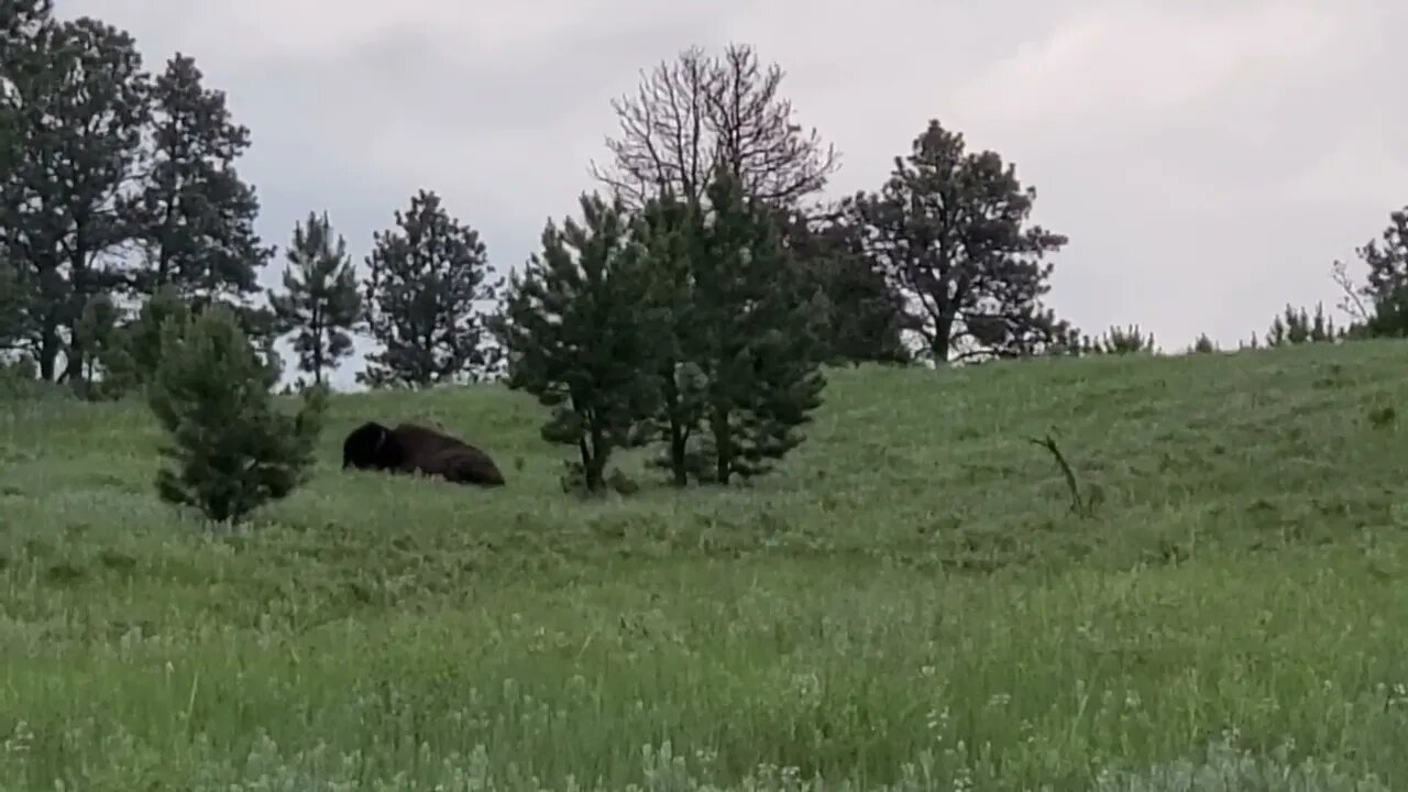 Buffalo eating grass and chillin'