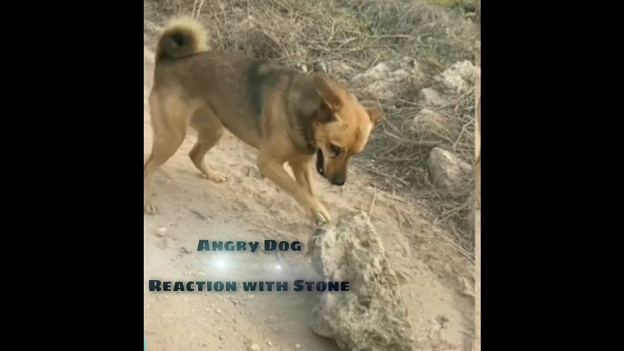 AN ANGRY DOG TERRIBLE REACTION WITH GIANT STONE🐕‍🦺🐕‍🦺