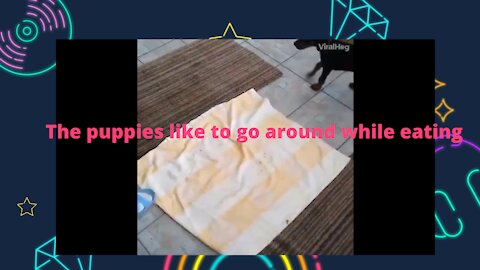 The puppies like to go around while eating