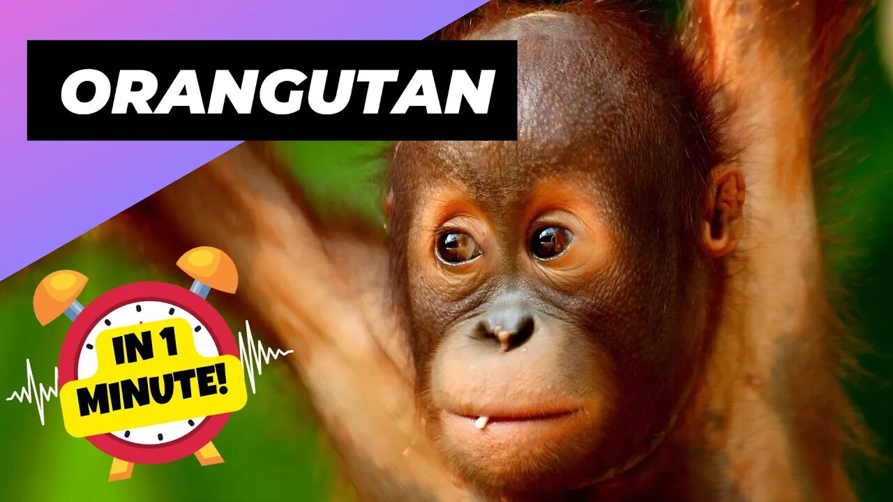 Orangutan - In 1 Minute! 🦧 One Of The Most Intelligent Animals In The World | 1 Minute Animals