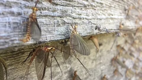 Reed Brothers Fishing For Flies