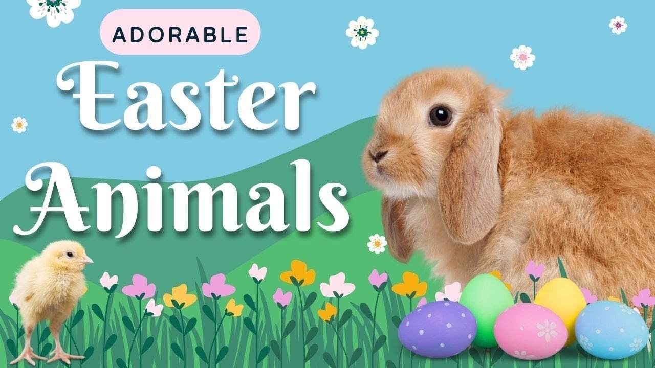 Bunnies, Chicks, and Lambs Egg citing Easter Animal Compilation 🐰🌷🐣