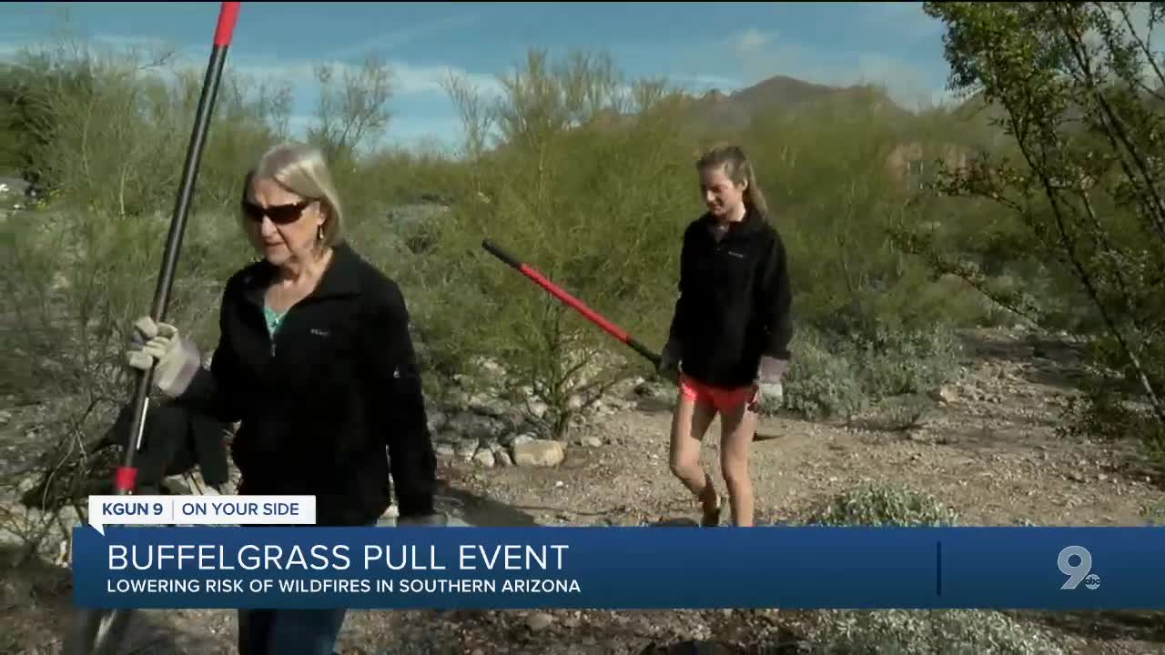 Student spearheads buffelgrass pulling effort