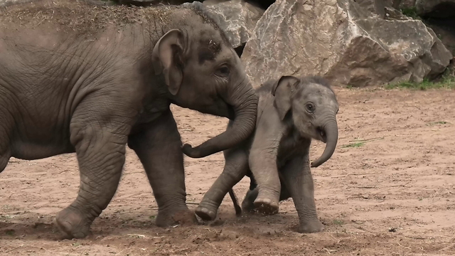 Baby elephant gets knocked around by bully big brother