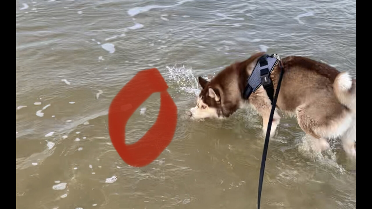 cute puppy on the beach for the first time